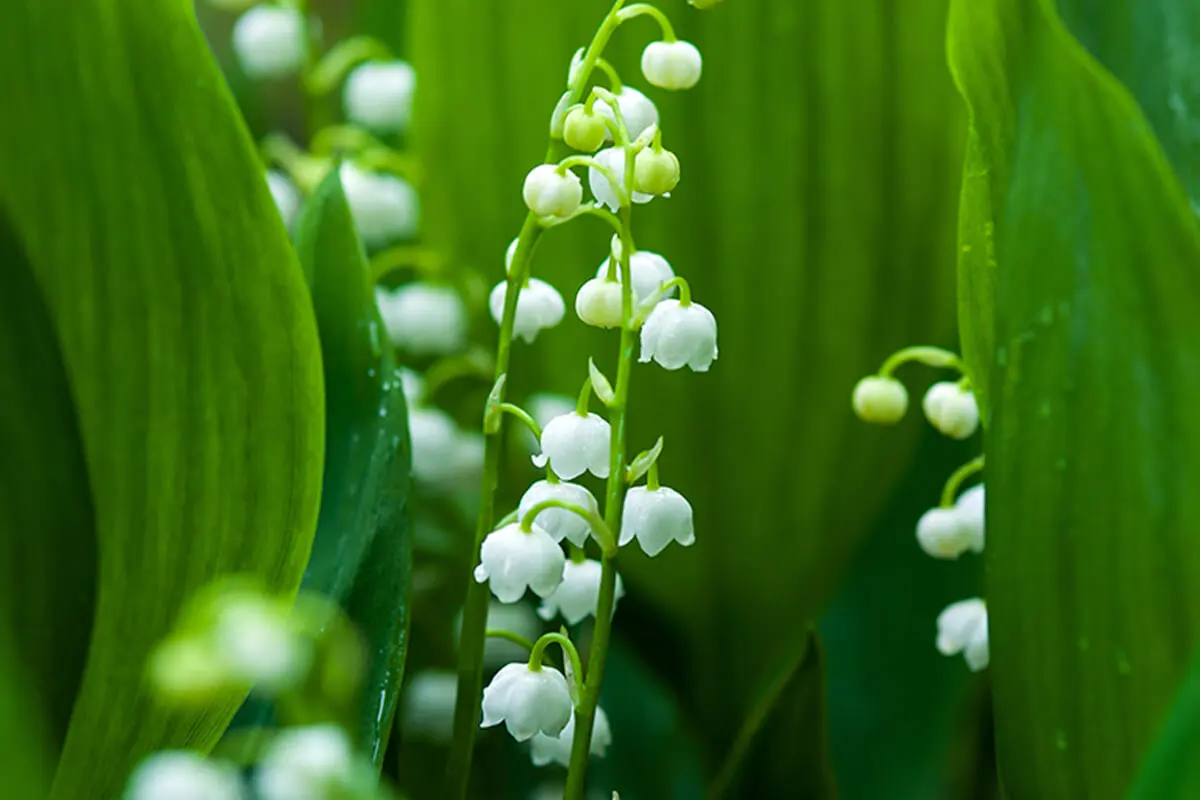 Muguet o lirio del valle.