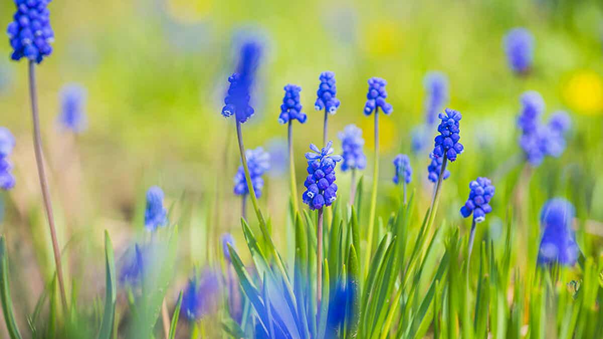 Anémone blanda bleue en bulbes Floraison début de printemps Plantes intérieur extérieur Anémone blanda bleue en bulbes Floraison début de printemps Plantes intérieur extérieur