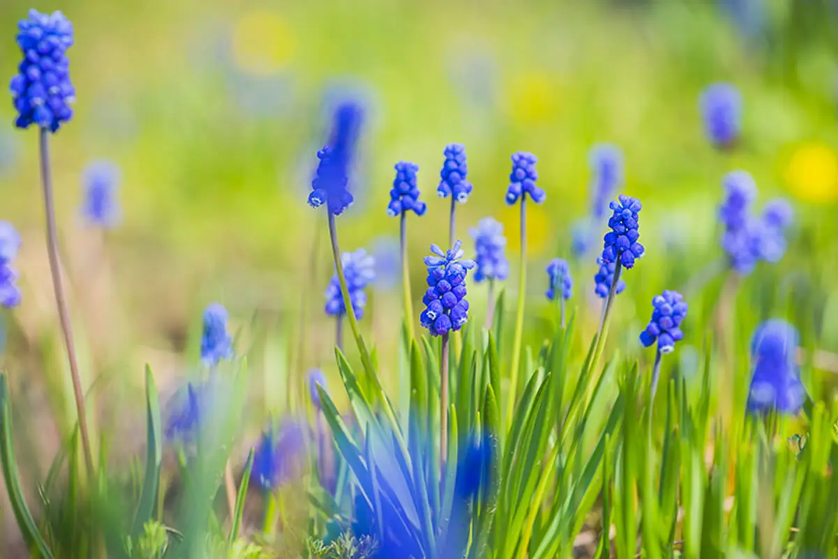 Muscaris o flor del mediterráneo es otro de los bulbos que debes sembrar en tu jardín en esta primavera.