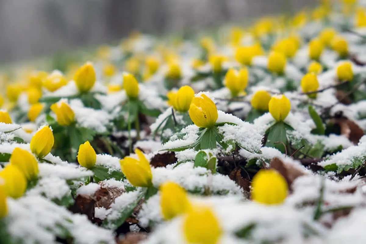 Acónitos del invierno.