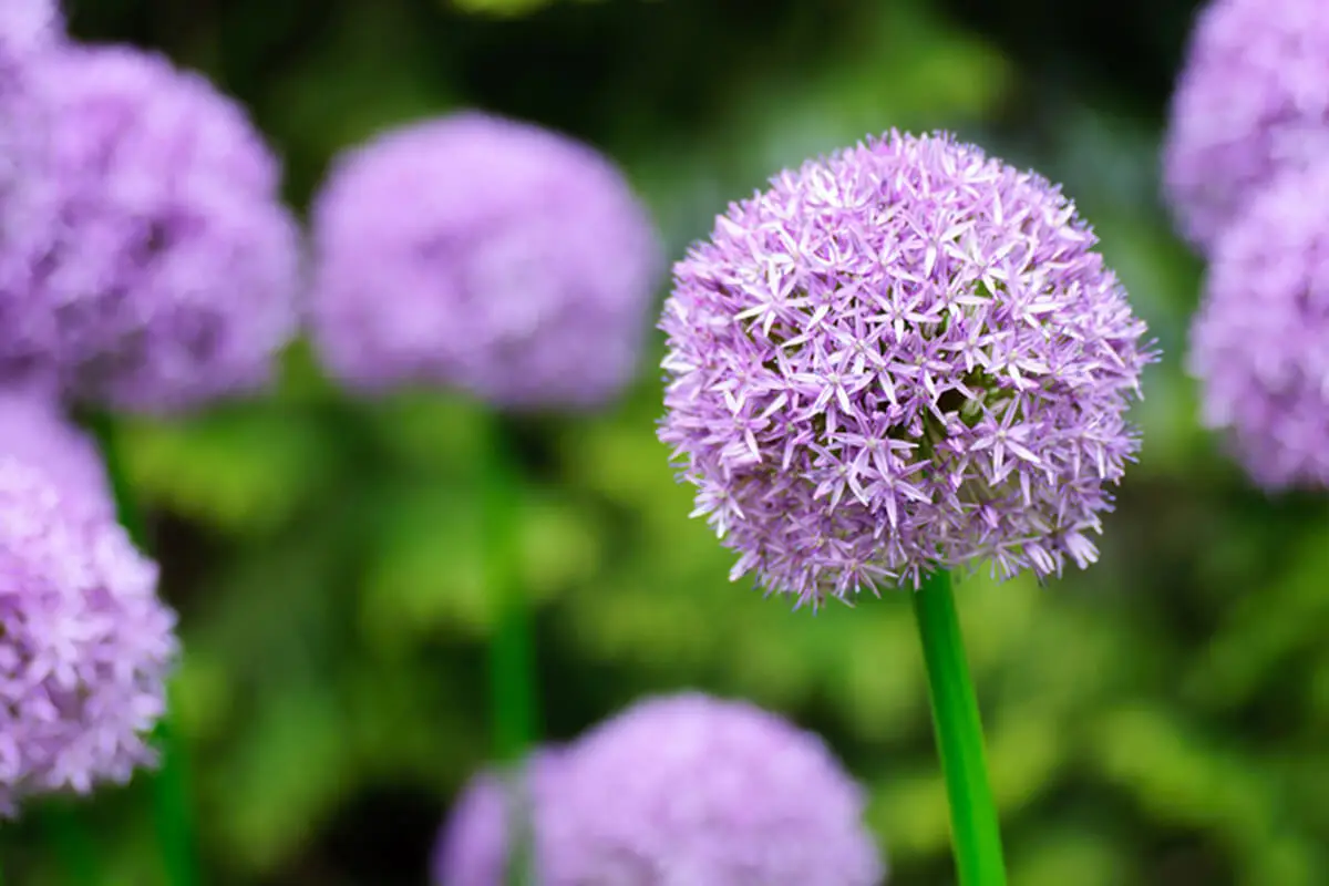 Los ajos también son bulbos y se pueden sembrar en el jardín.