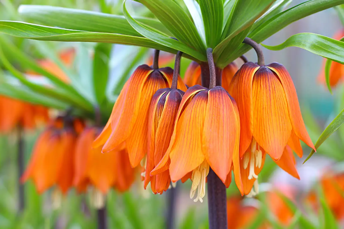 Corona imperial o fritilaria