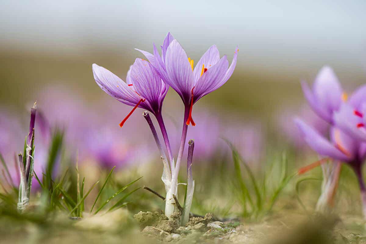 Crocus sativus o zafferano.