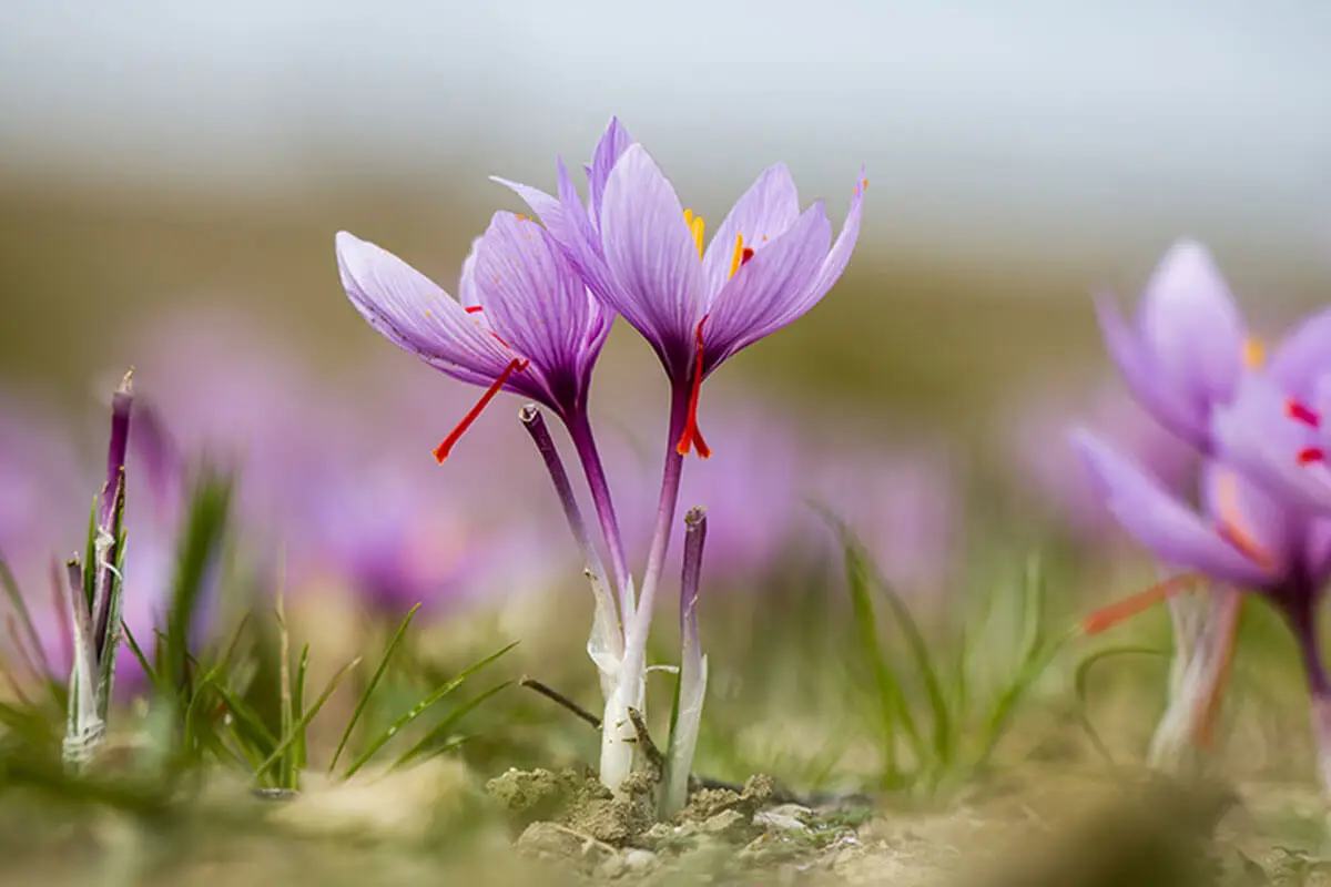 Crocus o azufre.