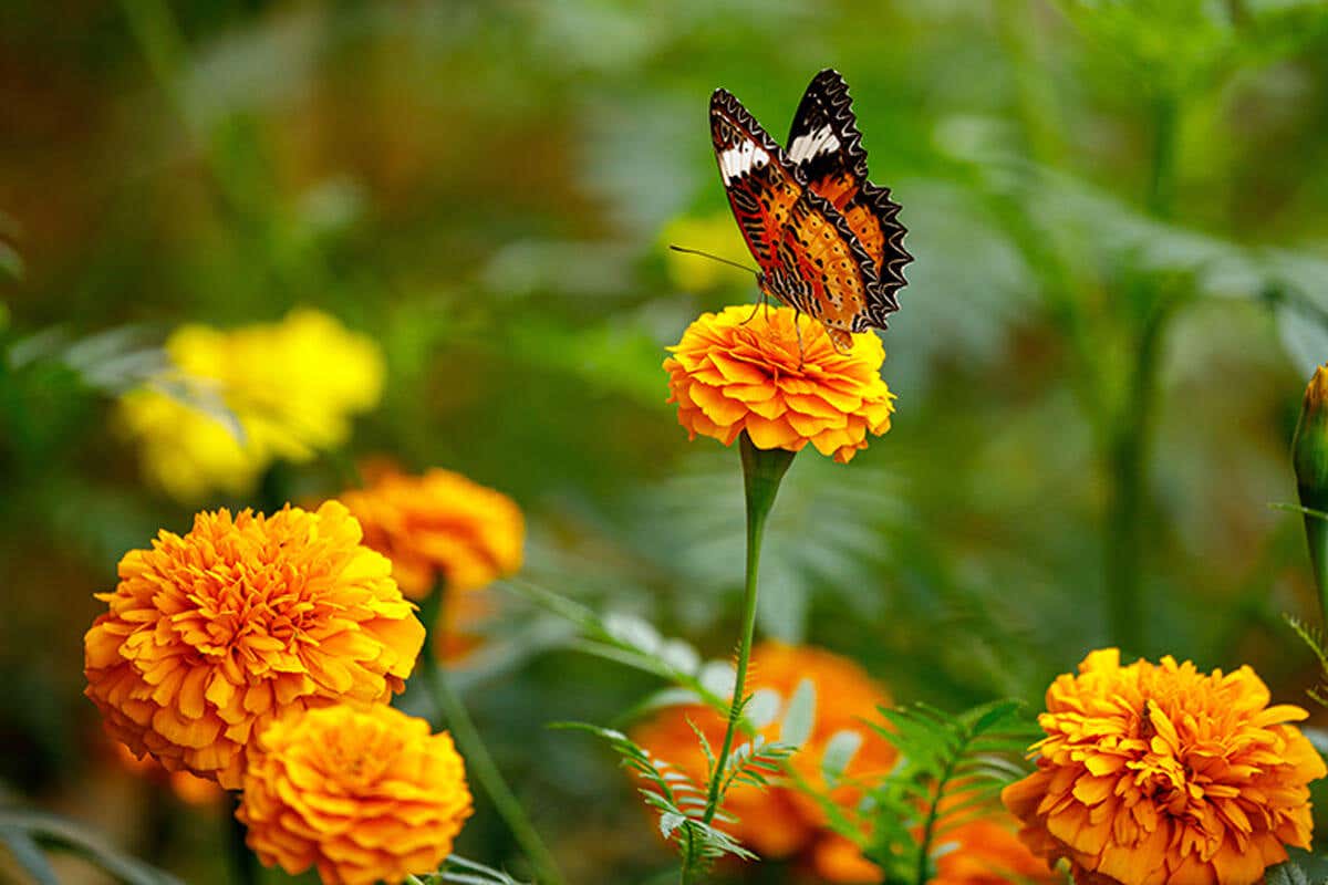 Assurez-vous que votre jardin a un bon ensoleillement, les papillons aiment beaucoup ça.