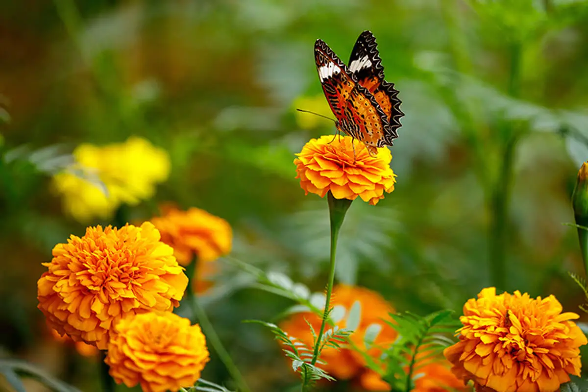 Asegúrate de que en tu jardín haya buena luz solar, esto le agrada mucho a las mariposas.