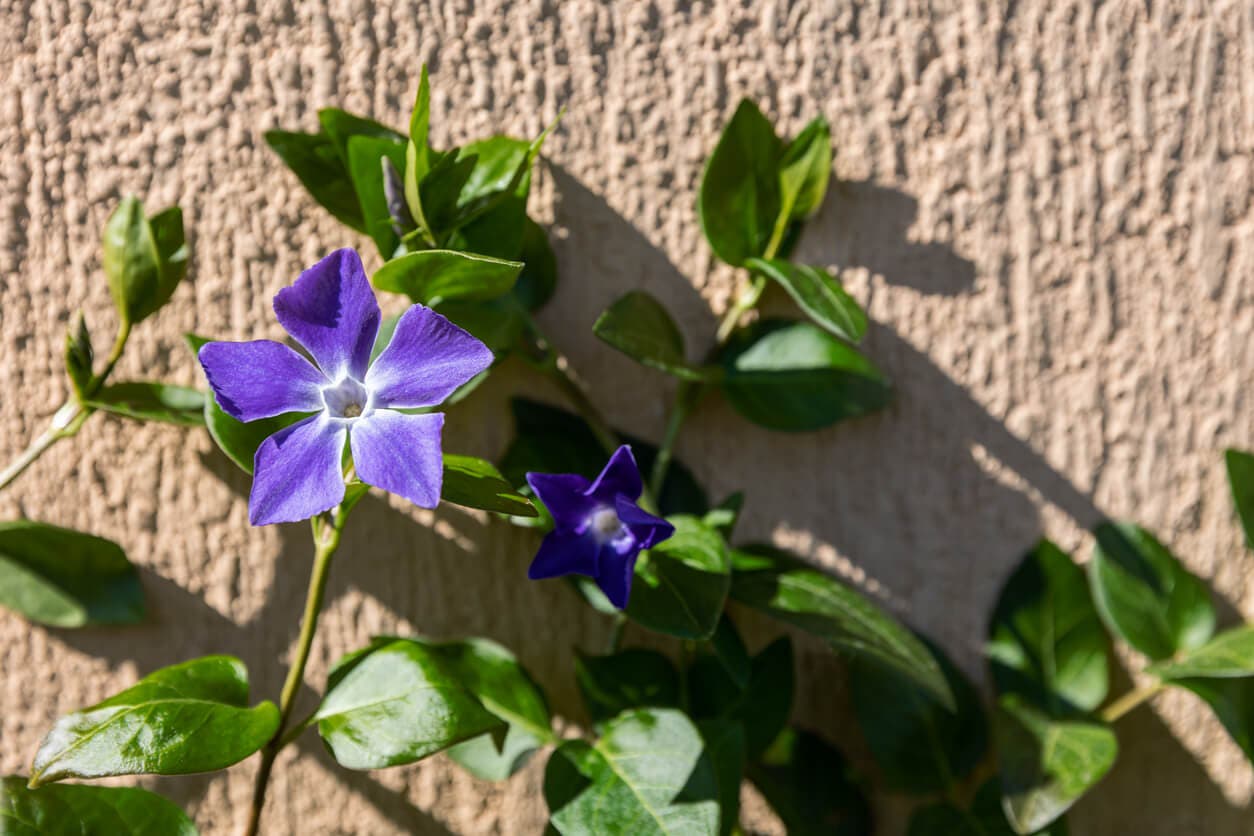 Vinca major.