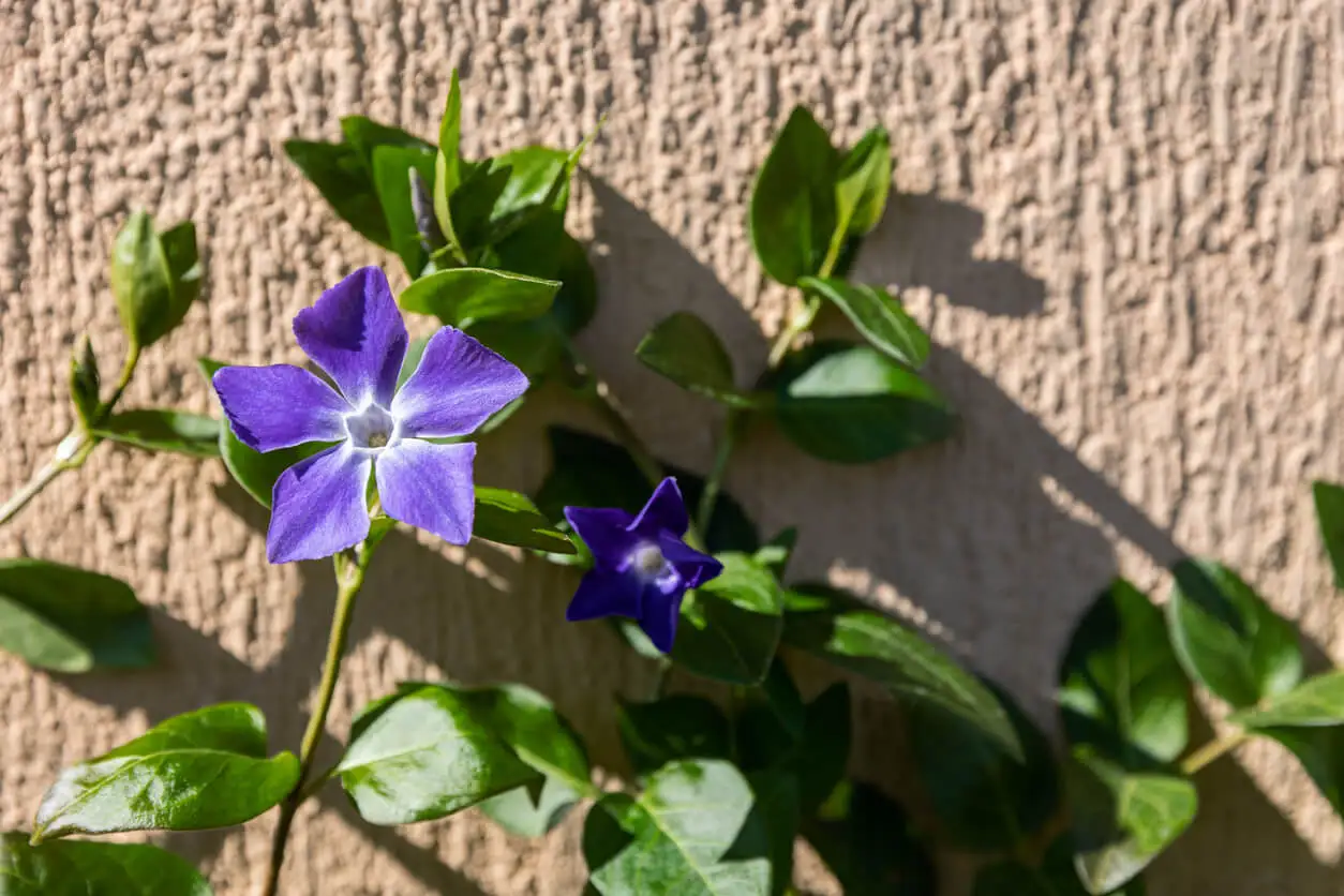 Vinca maior.