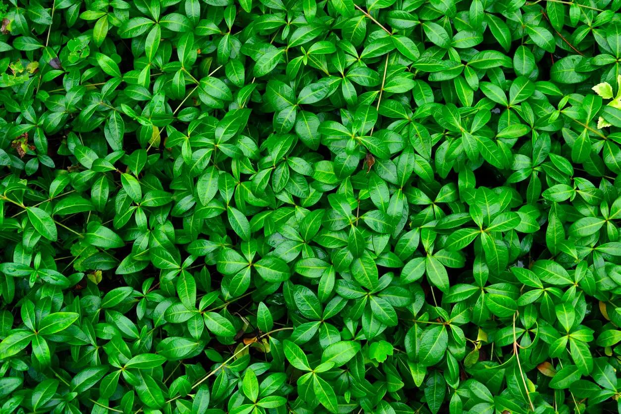 pervincas
