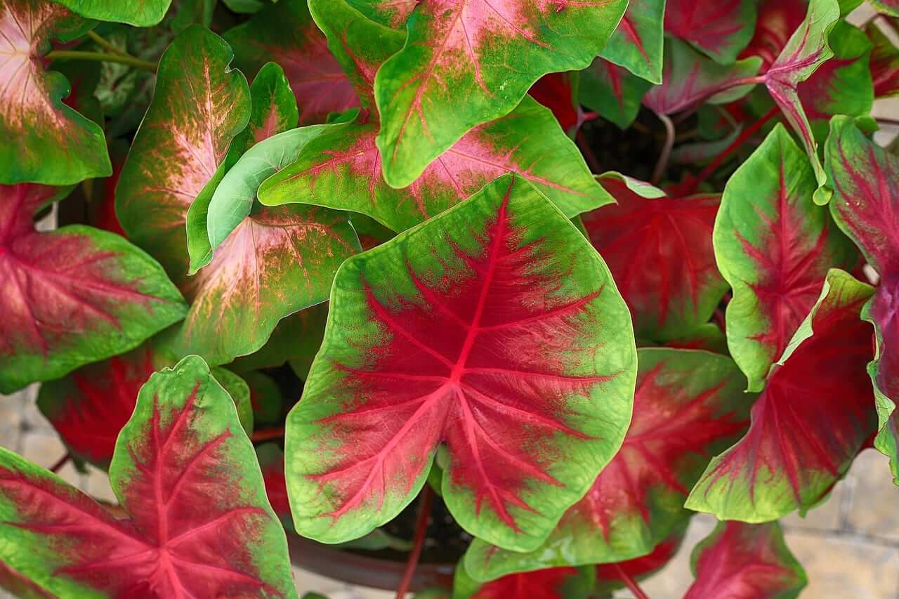 Grow the flashiest caladiums at home with this beginner's guide ...
