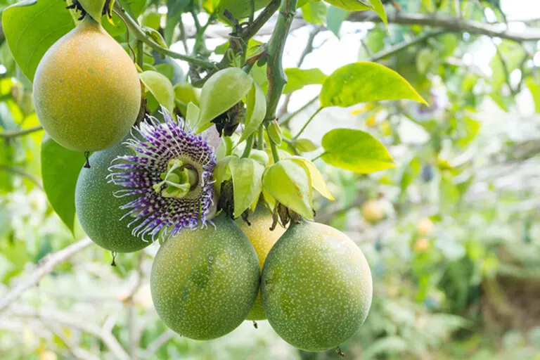 Cómo sembrar y cuidar maracuyá en casa: la flor más vistosa del jardín