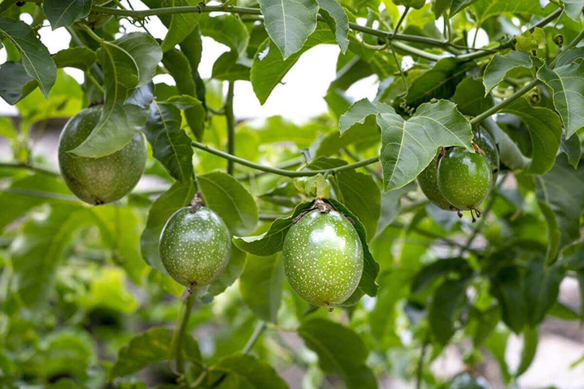 Passionsfrüchte - grüne Früchte am Baum