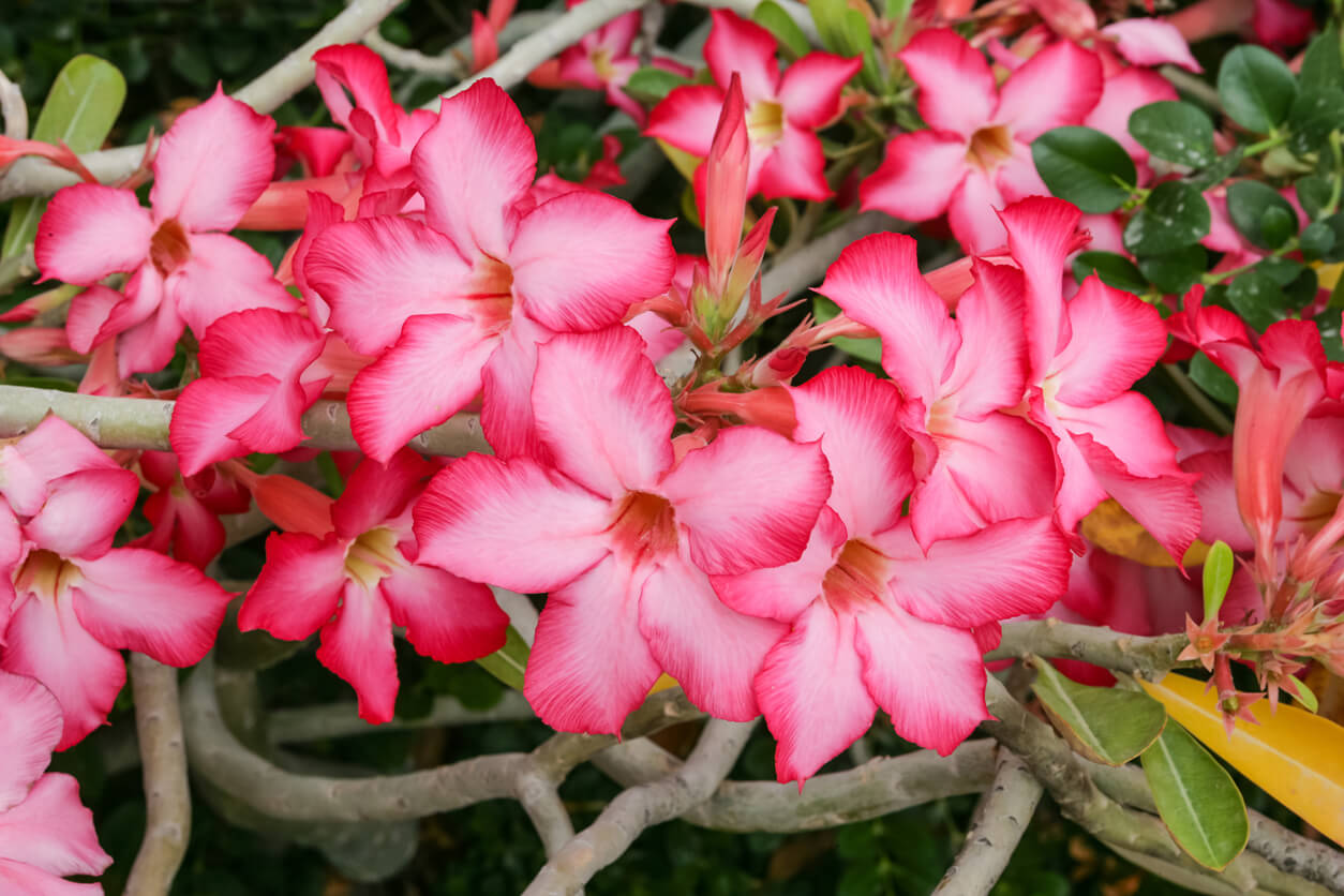 Desert rose.