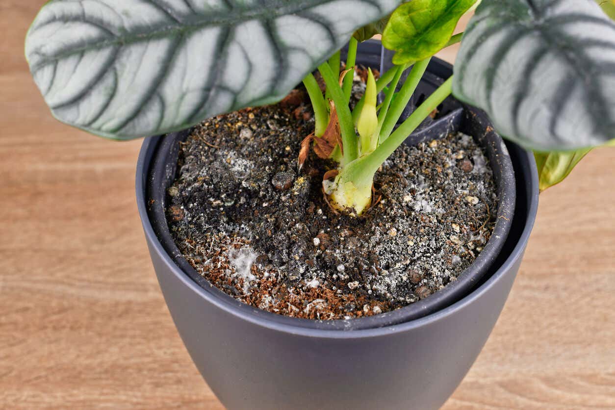 Champignons dans le pot d'une plante d'intérieur