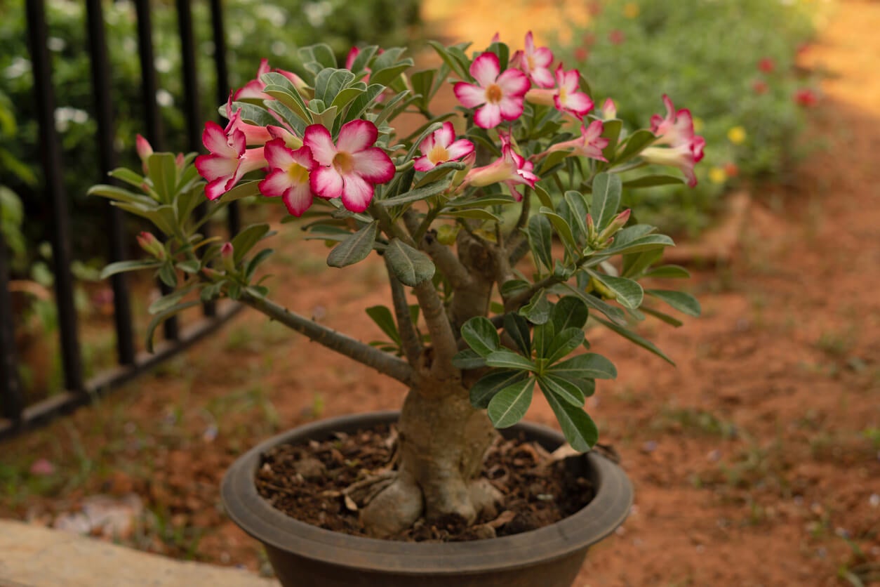 The desert rose.