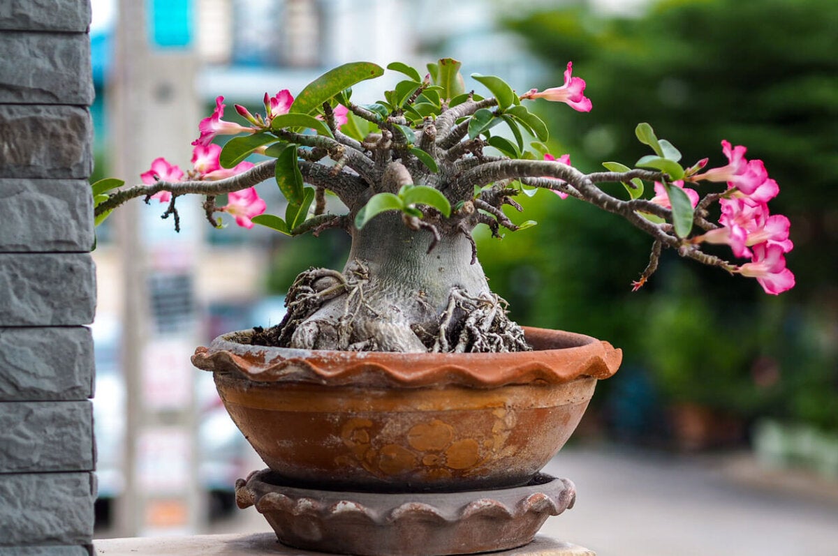 Como Se Cuida La Rosa Del Desierto