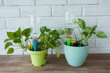 Macetas con autorriego o hidrojardineras: ventajas y desventajas