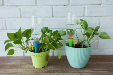 Macetas con autorriego o hidrojardineras: ventajas y desventajas