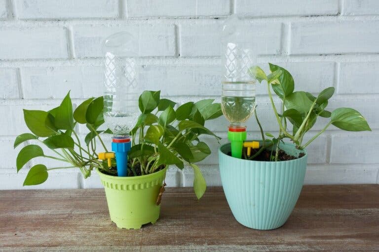 Macetas con autorriego o hidrojardineras: ventajas y desventajas