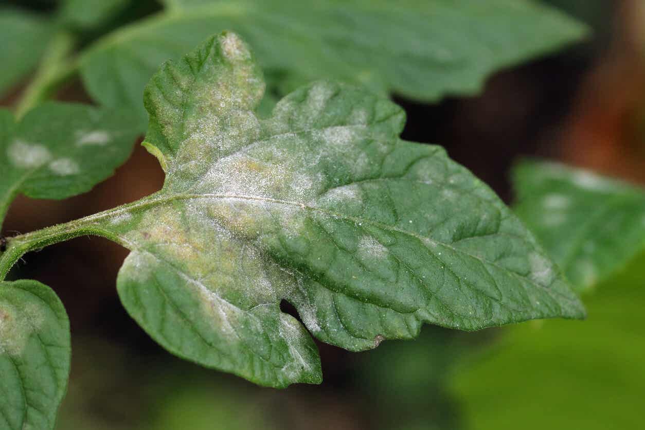 Pilzbefall bei Zimmerpflanzen - weißer Schimmel auf einem Blatt