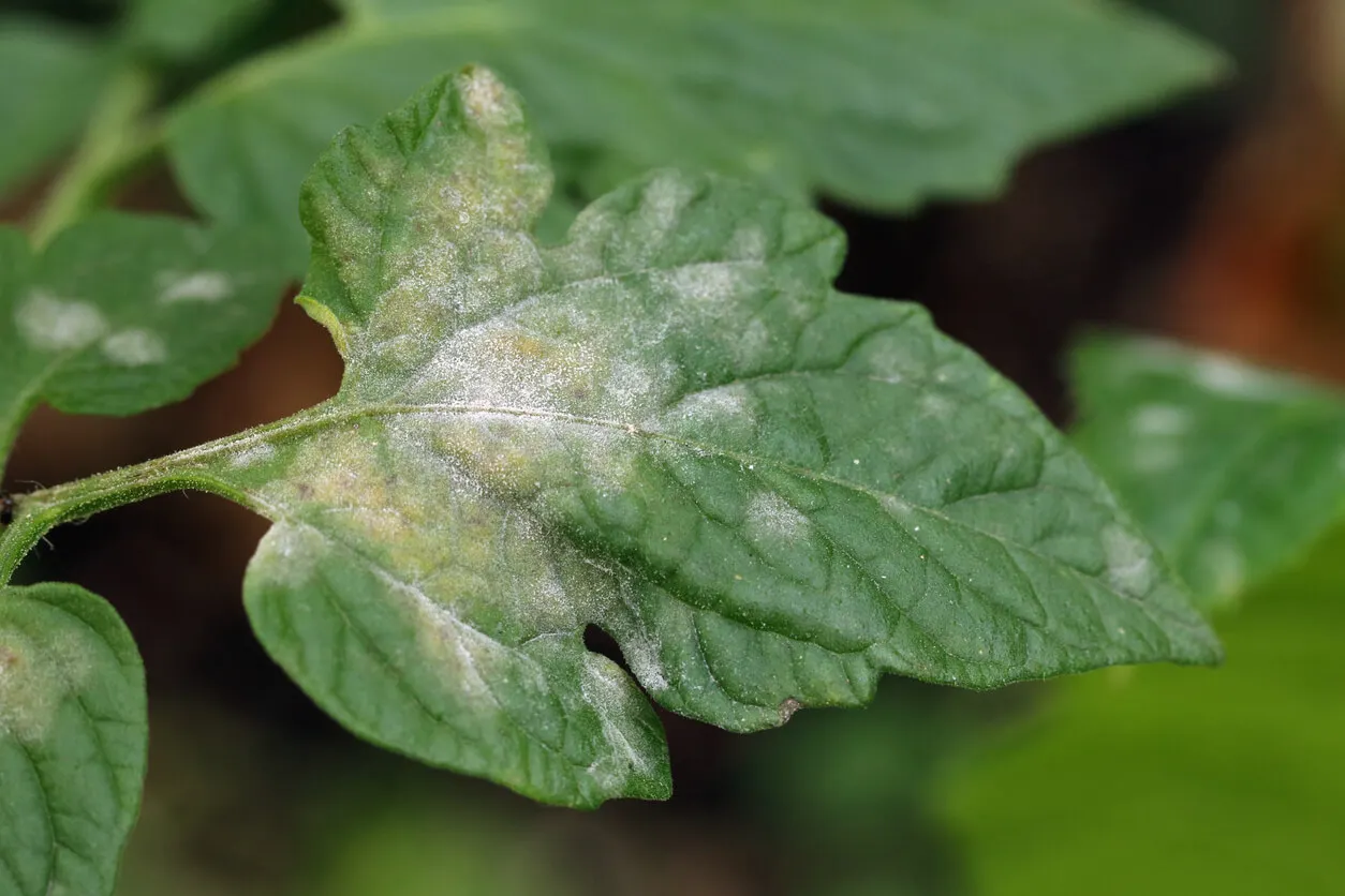 How to keep houseplants fungus-free.