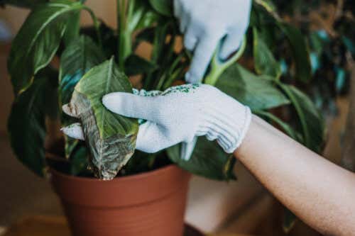 3 trucos efectivos para mantener tus plantas de interior libres de hongos
