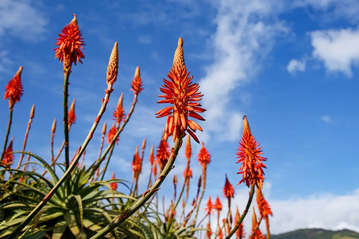 Tipos de aloe: aloe arborescens