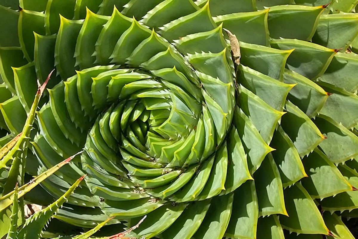 Aloes polifilowy