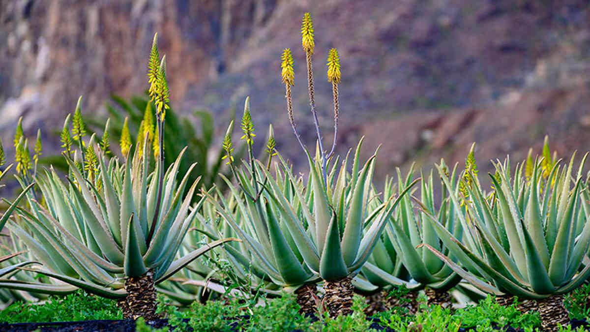 Common Aloe Discover 20 types of aloe to decorate your home and garden