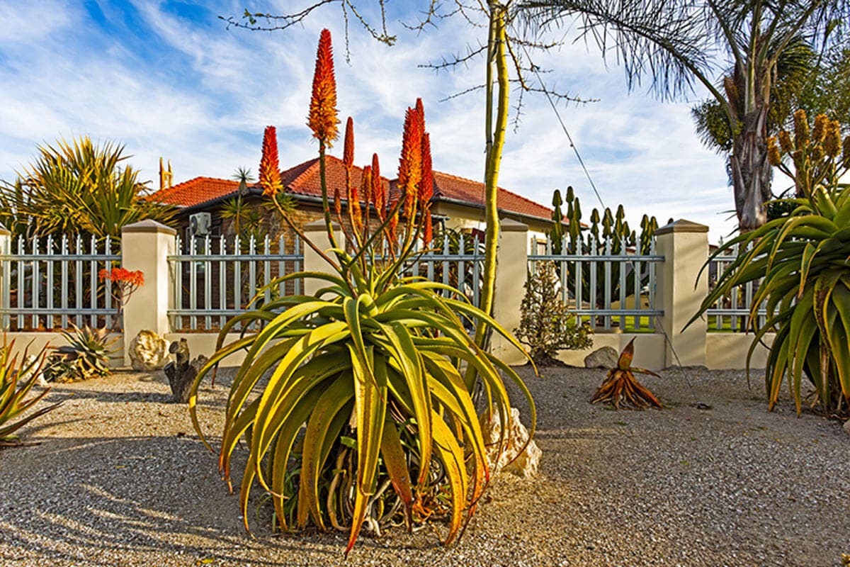Types d'aloès : aloe ferox