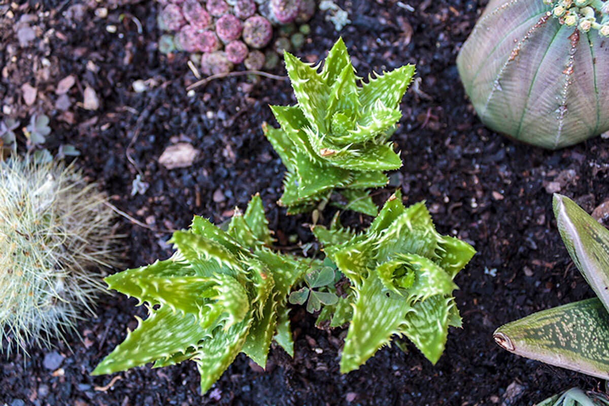 Aloe juvenna
