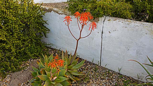 20 AloeArten für Garten und Haus Besser Gesund Leben