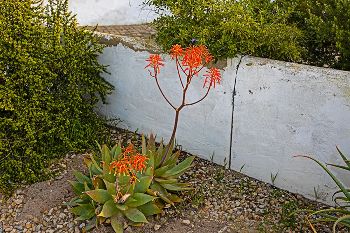 Aloes maculata