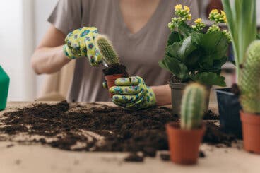 Cómo trasplantar un cactus para no dañarlo a él ni a ti: guía paso a paso