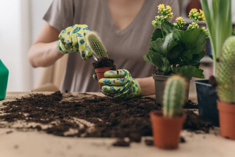 Cómo trasplantar un cactus para no dañarlo a él ni a ti: guía paso a paso