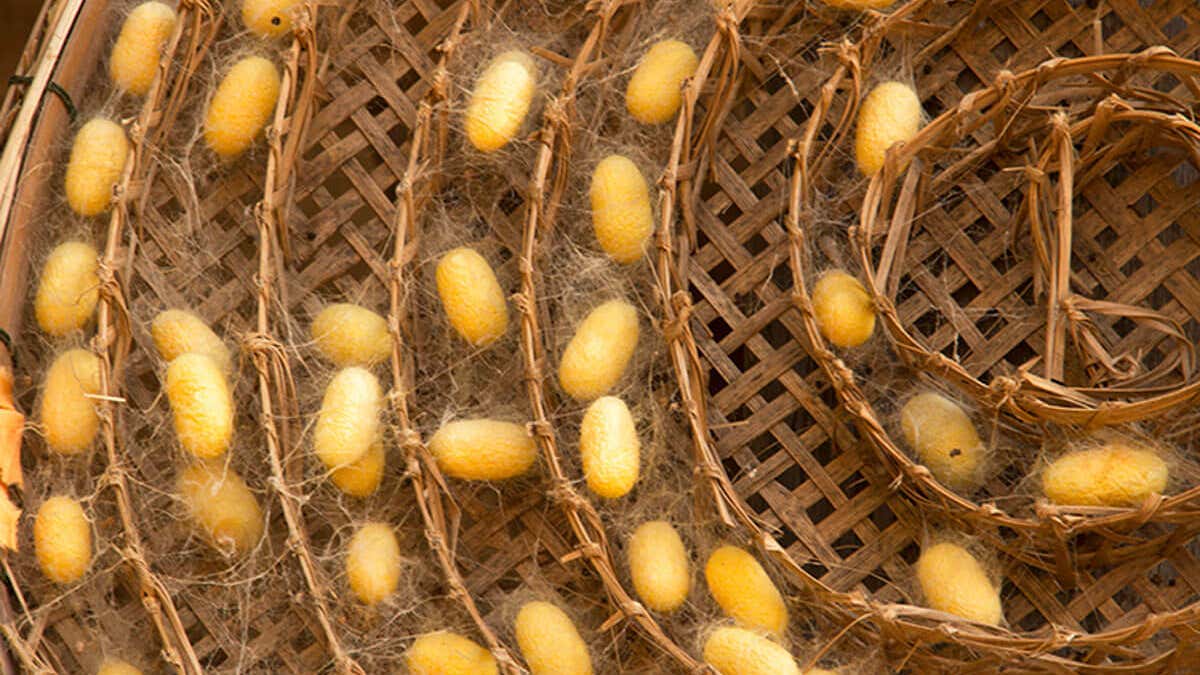 From Cocoons To Your Clothes How Silk Is Made from-cocoons-to-your-clothes-how-silk-is-made