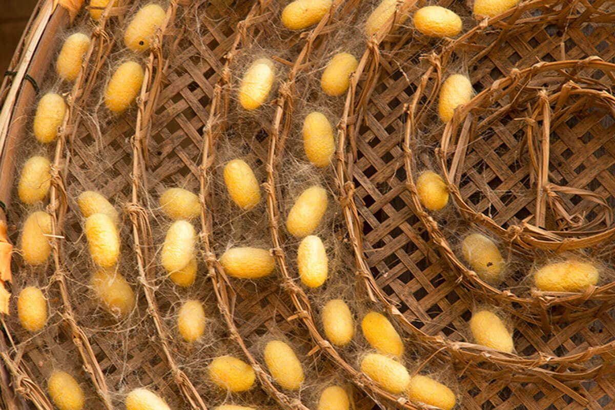 Bichos-da-seda fazem um casulo de uma única fibra natural.