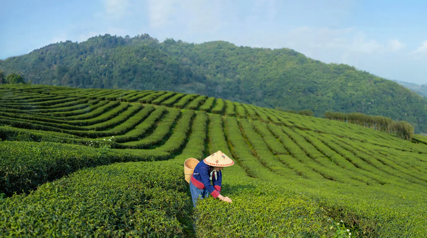 Thé Oolong à Taïwan