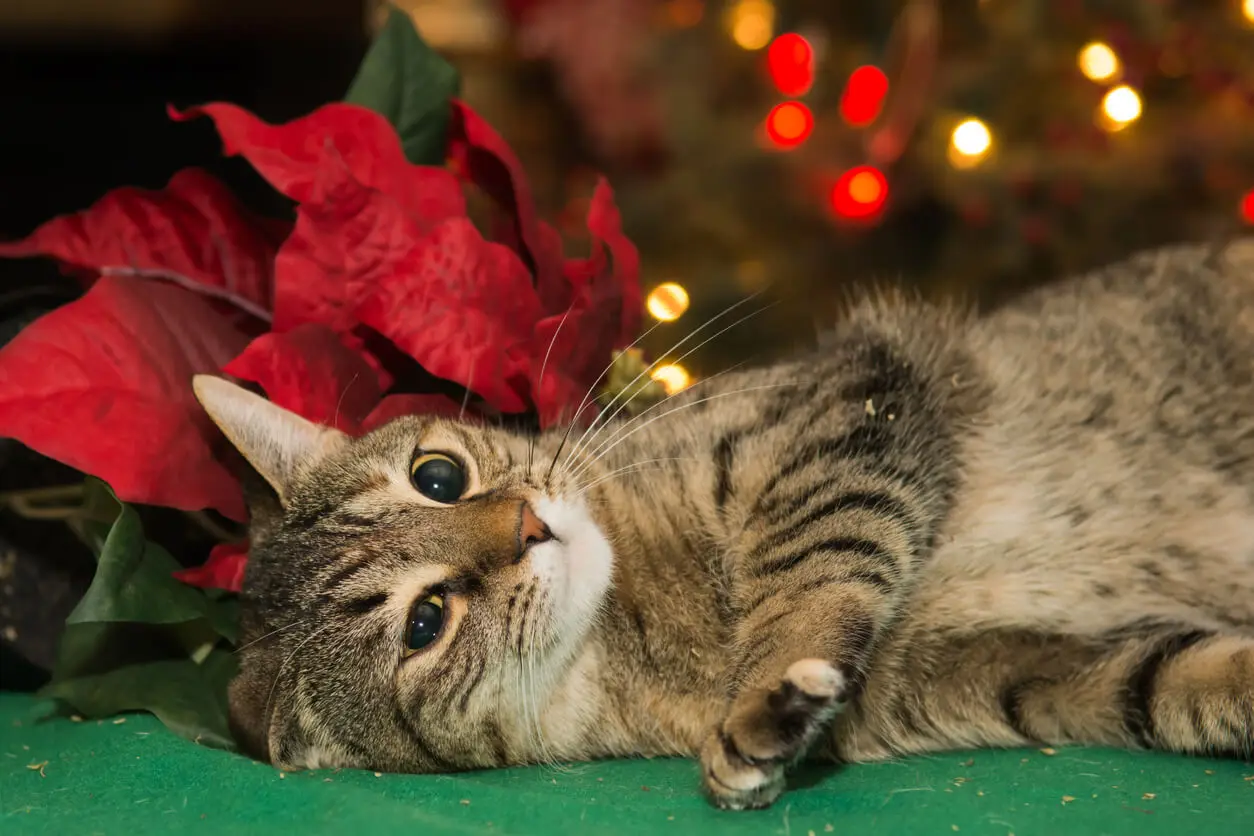 Flor de Pascua es una planta de interior peligrosa para perros y gatos