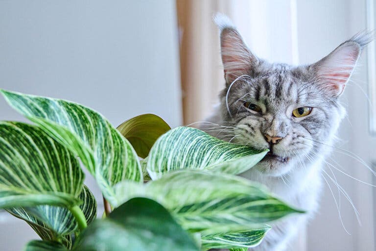 8 plantas de interior peligrosas para perros y gatos, ¡cuida tus mascotas!