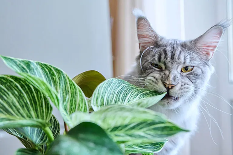 8 plantas de interior peligrosas para perros y gatos, ¡cuida tus mascotas!