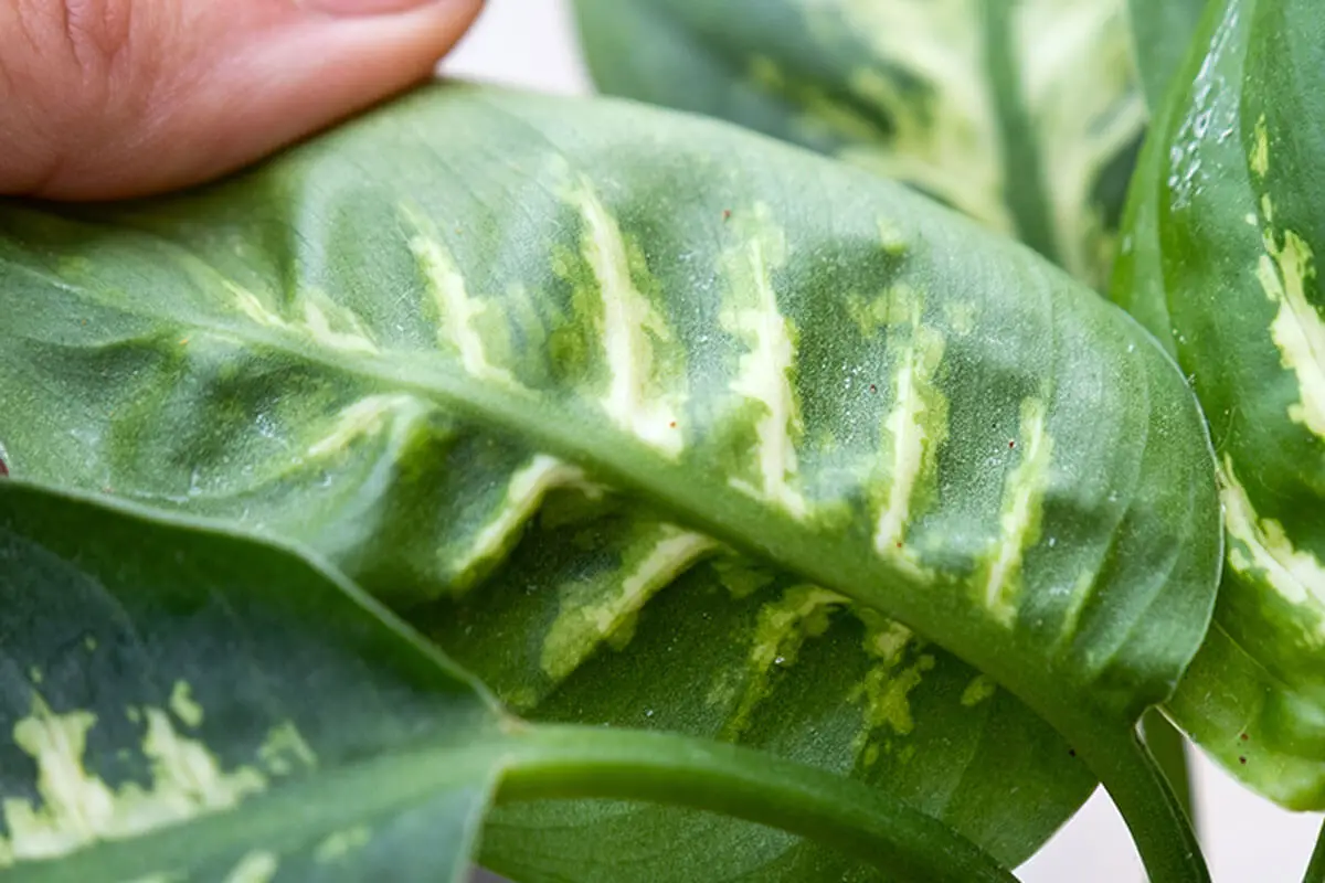 La Dieffenbachia es una planta peligrosa para perros, gatos y personas.