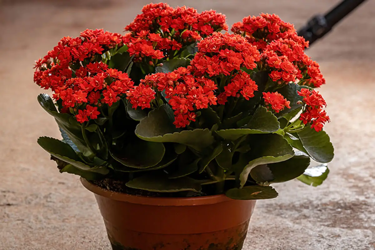 Hay una gran variedad de Kalanchoes, las cuales son peligrosas para perros y gatos.