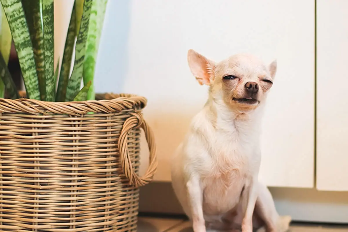 La Sansevieria es una de las plantas más peligrosas para perros y gatos.