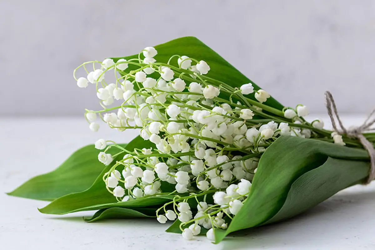 El lirio de los valles se usa para elaborar arreglos florales.