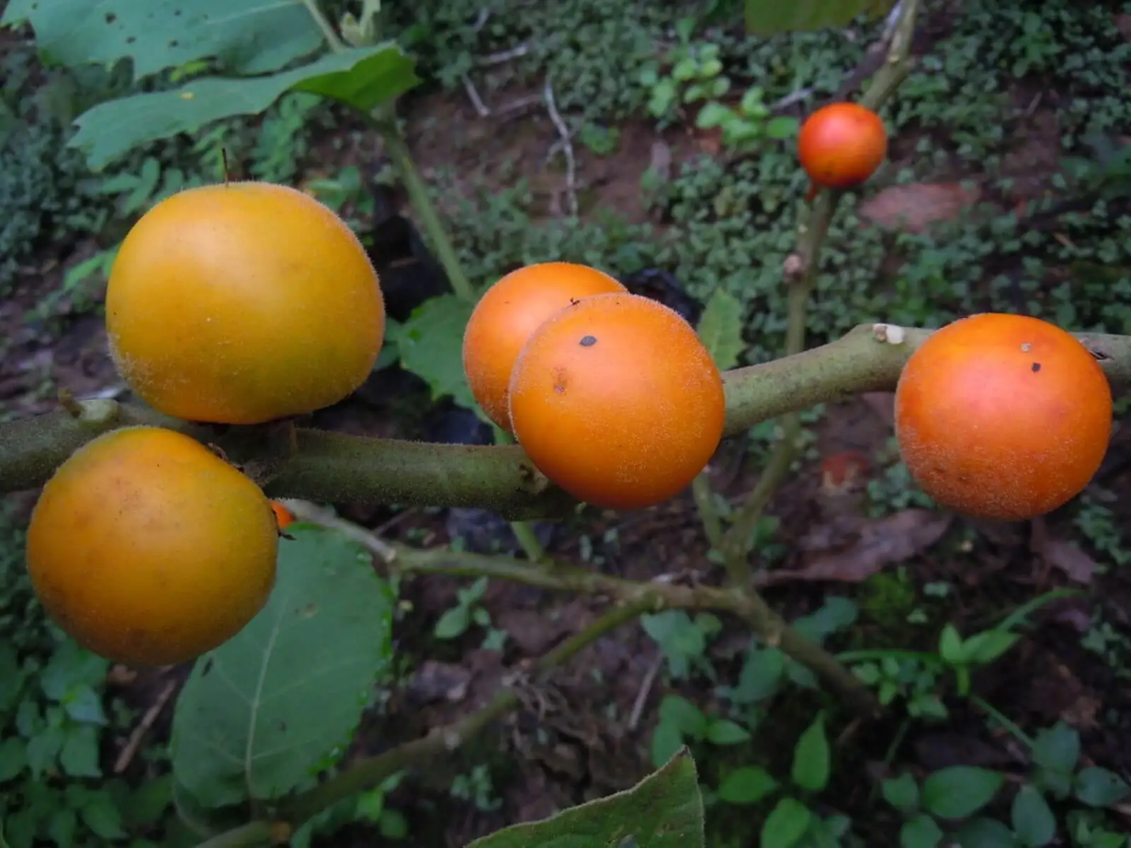 Die Vorteile von Cocona für deine Gesundheit