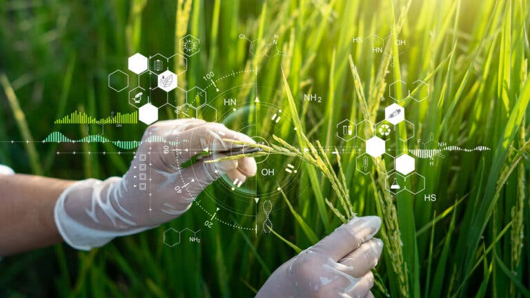 Alimentos transgénicos: funciones y posibles riesgos