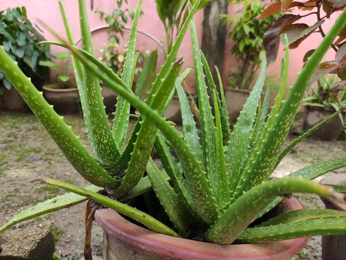 Aloe vera, una de las plantas perfectas para refrescar la casa