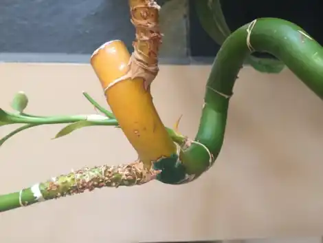 Así puedes salvar tu bambú de la suerte si se pone amarillo