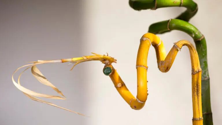 Así puedes salvar tu bambú de la suerte si se pone amarillo